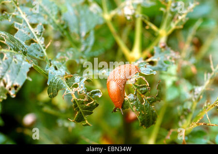 Lo spagnolo slug, lusitani slug (Arion lusitanicus), danni su georgina, Germania Foto Stock