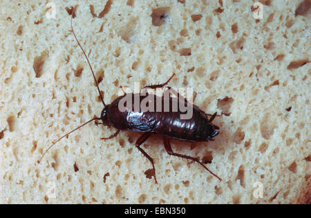 Scarafaggio orientale, comune scarafaggio (Blatta orientalis), seduta su una fetta di pane Foto Stock