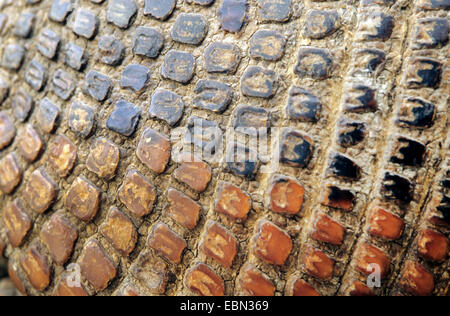 Armadillo gigante (Priodontes maximus), di scale di armor Foto Stock