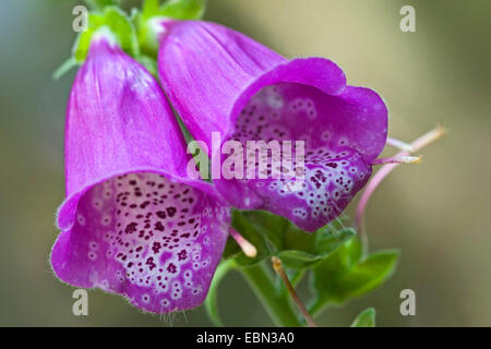 Foxglove comune, viola foxglove (Digitalis purpurea), fiori, Germania Foto Stock