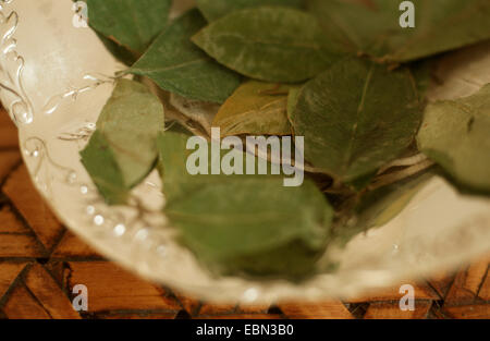 La cocaina, coca boliviana (Erythroxylon coca, Erythroxylum coca), foglie secche des cocaina Foto Stock