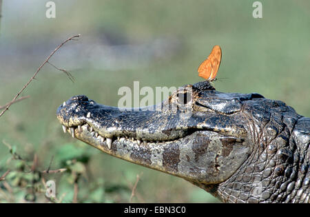 Paraguaiane (caimano yacare Caimano), con butterfly, Dryas julia, Brasile, Pantanal Foto Stock