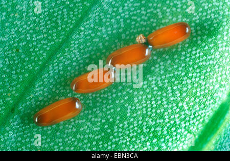 Lily beetle (Lilioceris lilii), uova in una foglia Foto Stock