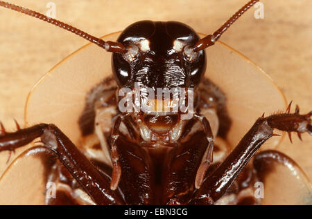La morte la testa scarafaggio (Blaberus craniifer), ritratto Foto Stock