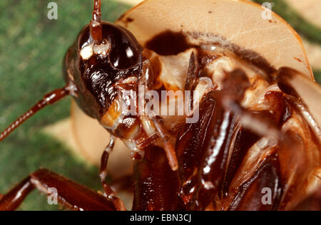 La morte la testa scarafaggio (Blaberus craniifer), ritratto Foto Stock