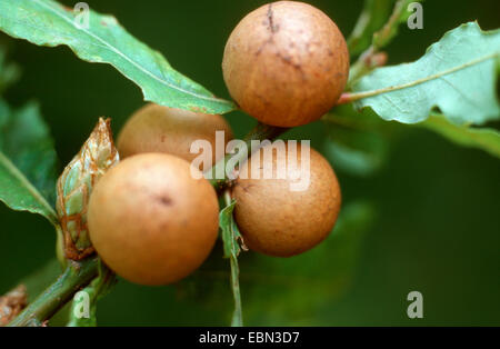Il marmo gall wasp, marmo gall/dado di quercia (Andricus kollari), galli in rovere, Quercus robur, Germania Foto Stock