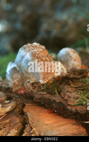 Brown friabile rot, rosso polypore nastrati (Fomitopsis pinicola), younf singoli con guttation, Germania Foto Stock