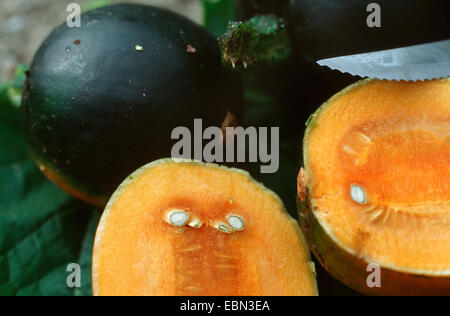 Di midollo osseo, campo di zucca (Cucurbita pepo 'Gemma', la Cucurbita pepo gioiellino), tagliare la frutta Foto Stock