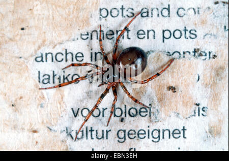 Hutch coniglio spider a due spot spider (Steatoda bipunctata), passeggiate in corrispondenza di una parete della camera, Germania Foto Stock