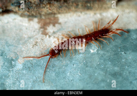 Giardino in comune (centipede Lithobius forficatus), sulla massa di pietra Foto Stock