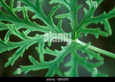 Apple geranio, profumata di Apple (geranio Pelargonium odoratissimum), leaf dettaglio Foto Stock