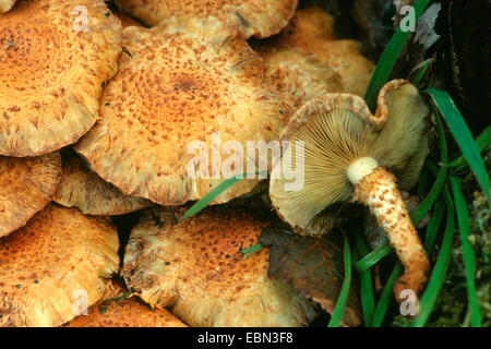 Shaggy scalycap (Pholiota squarrosa), di corpi fruttiferi, Germania Foto Stock