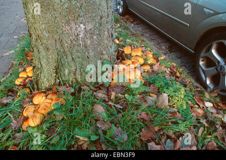 Shaggy scalycap (Pholiota squarrosa), a crescere su un albero di griglia, Germania Foto Stock