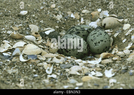 Arctic Tern (sterna paradisaea), uova sul terreno, Germania Foto Stock