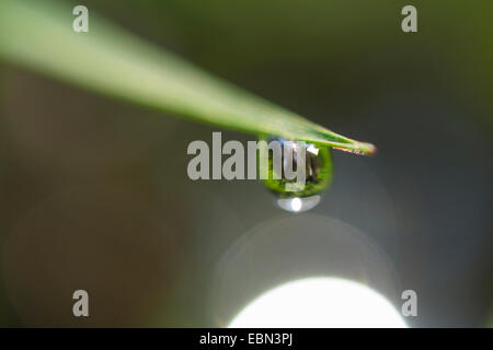 Waterdrop sospeso verso il basso da una foglia, Germania Foto Stock
