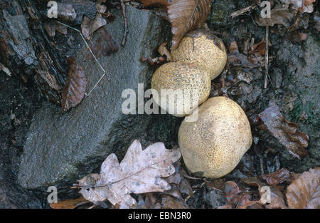 Earthball comune (Scleroderma citrinum), di corpi fruttiferi sul suolo della foresta Foto Stock