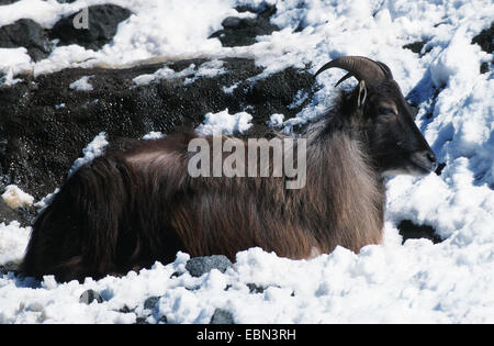 Il tahr himalayano (Hemitragus jemlahicus), nel paesaggio innevato Foto Stock