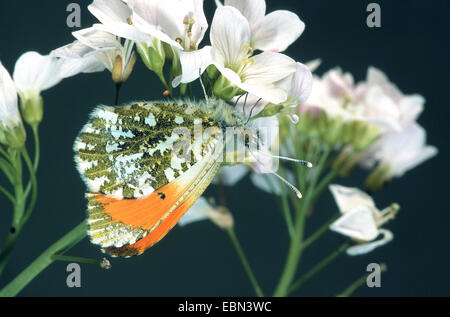 Arancio-punta (Anthocharis cardamines), maschio, seduto sul cucooflower, parte inferiore, Germania Foto Stock