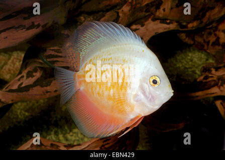 Blu (discus Symphysodon aequifasciatus), razza bianca e oro Foto Stock