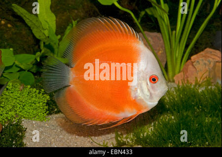 Blu (discus Symphysodon aequifasciatus), rosso di razza Foto Stock