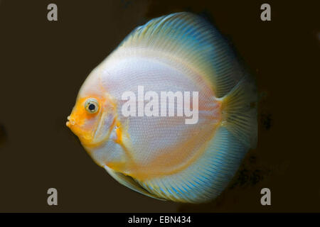 Blu (discus Symphysodon aequifasciatus), razza Diamante bianco Foto Stock