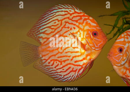 Blu (discus Symphysodon aequifasciatus), razza sangue Pidgeon Foto Stock