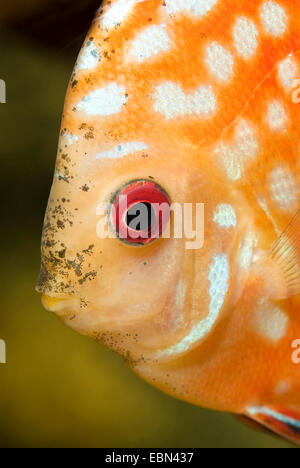 Blu (discus Symphysodon aequifasciatus), razza sangue Pidgeon, ritratto Foto Stock