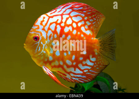 Blu (discus Symphysodon aequifasciatus), razza Mandarin passione Foto Stock