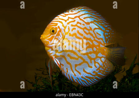 Blu (discus Symphysodon aequifasciatus), razza Golden Leopard Foto Stock