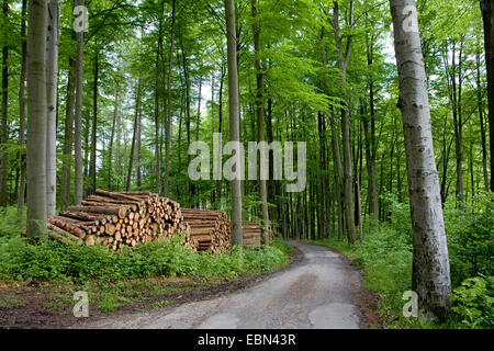 Il legno raccolto in un bosco misto, Germania, Sassonia Foto Stock