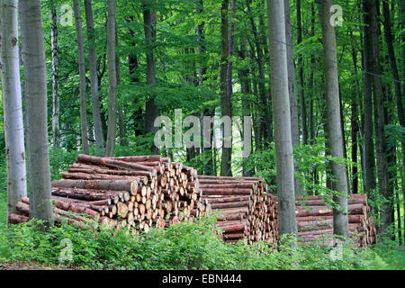 Il legno raccolto in un bosco misto, Germania, Sassonia Foto Stock