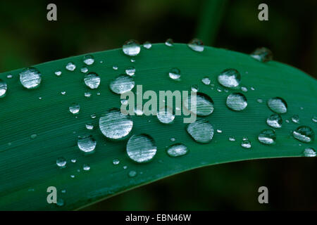 Erba reed, cannuccia di palude (Phragmites communis, Phragmites australis), foglia di reed con gocce di pioggia Foto Stock