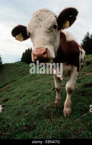 Gli animali domestici della specie bovina (Bos primigenius f. taurus), curioso giovane mucca sul prato alpino, in Germania, in Baviera, Alpi Foto Stock