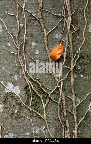 Comune di faggio (Fagus sylvatica), edera radici su faggio tronco, in Germania, in Baviera Foto Stock