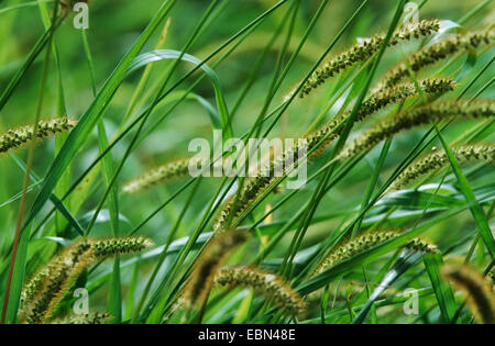 Bottiglia di erba verde, setole, erba verde di coda di volpe (Setaria viridis), i picchi Foto Stock