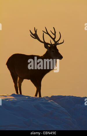 Il cervo (Cervus elaphus), Bull in piedi su una coperta di neve pendenza al tramonto, Austria Vorarlberg Foto Stock