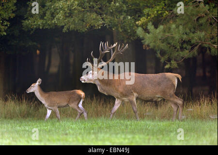 Il cervo (Cervus elaphus), Bull a solchi stagione con un bambino a camminare in un prato in corrispondenza di un bordo della foresta, in Germania, in Renania settentrionale-Vestfalia Foto Stock