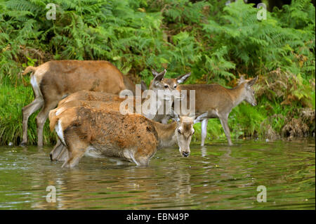 Il cervo (Cervus elaphus), hind guadare attraverso un laghetto con novellame, in Germania, in Renania settentrionale-Vestfalia Foto Stock