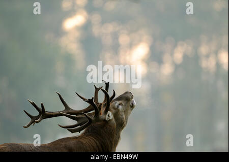 Il cervo (Cervus elaphus), bicchieratura bull a solchi stagione, in Germania, in Renania settentrionale-Vestfalia Foto Stock