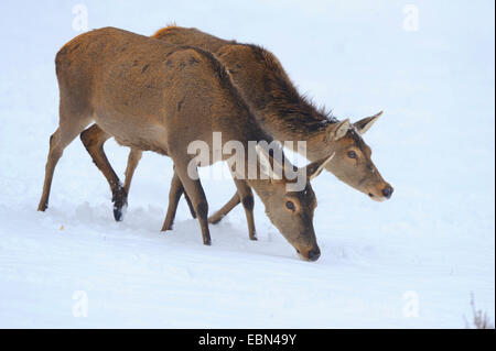 Il cervo (Cervus elaphus), due cerve camminando attraverso la neve, Germania Foto Stock