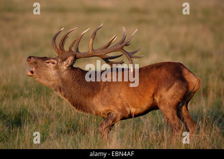 Il cervo (Cervus elaphus), rumoreggianti feste di addio al celibato in un prato, Germania Foto Stock