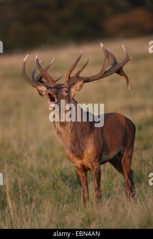 Il cervo (Cervus elaphus), rumoreggianti feste di addio al celibato in un prato, Germania Foto Stock