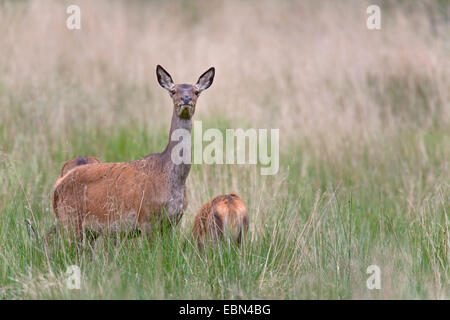 Il cervo (Cervus elaphus), hind e vitello piedi su erba, Danimarca, Seeland Foto Stock