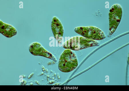 Euglena spec. (Euglena spec.), in Differential Interference Contrast Foto Stock