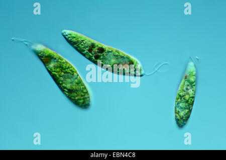 Euglena spec. (Euglena spec.), in Differential Interference Contrast Foto Stock