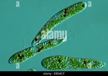 Euglena spec. (Euglena spec.), in Differential Interference Contrast Foto Stock