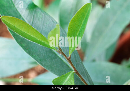 Yerba mate, Paraguay tè (Ilex paraguariensis, Ilex Paraguayensis), leafes Foto Stock