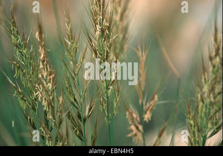 Sparto, grigio-verde needlegrass, grigio-verde (needlegrass Stipa tenacissima), infiorescenze Foto Stock