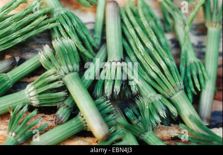 Campo equiseto (Equisetum arvense), scapecchiato germogli Foto Stock