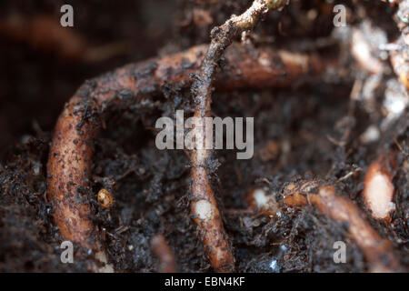 (Geranio Pelargonium sidoides, Pelargonium reniforme), radici Foto Stock